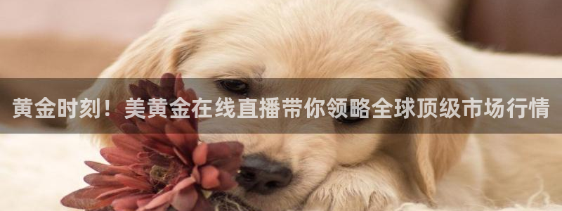山猫体育360直播平台：黄金时刻！美黄金在线直播带你领略全球顶级市场行情